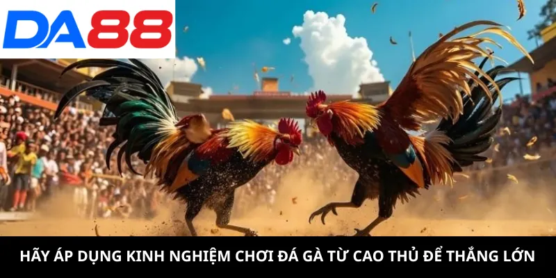 Hãy áp dụng kinh nghiệm chơi đá gà từ cao thủ để thắng lớn