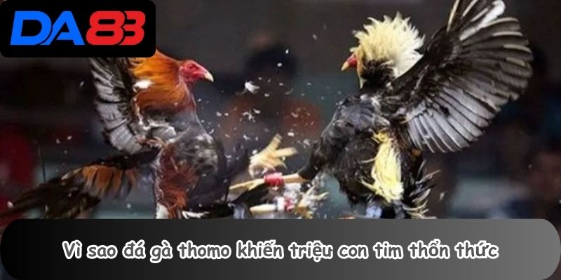 Đá Gà Thomo 2 Vì sao đá gà thomo khiến triệu con tim thổn thức